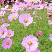 ヒメ日記 2025/09/27 09:10 投稿 みい 待ちナビ