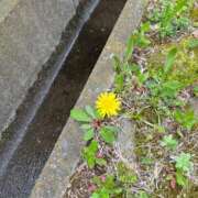 ヒメ日記 2025/04/24 13:50 投稿 石川 希 白夜