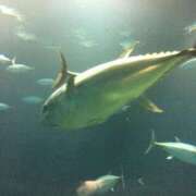 ヒメ日記 2025/04/28 11:33 投稿 石川 希 白夜