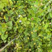 ヒメ日記 2025/05/11 10:38 投稿 石川 希 白夜