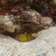 ヒメ日記 2025/07/13 12:45 投稿 石川 希 白夜