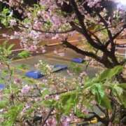 ヒメ日記 2025/03/11 06:21 投稿 福山とあ Mrs.Dandy Kinshicho