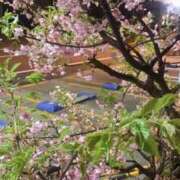 ヒメ日記 2025/03/11 06:26 投稿 福山とあ Mrs. Dandy Haneda