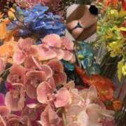 ヒメ日記 2025/03/17 04:59 投稿 福山とあ Mrs. Dandy Haneda