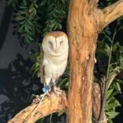 ヒメ日記 2025/01/02 14:59 投稿 かりん アネックスジャパン