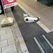 ヒメ日記 2025/05/05 19:21 投稿 野間 亜弥 超LEXUS