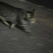 野間 亜弥 なぜに？？ 超LEXUS