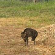 ヒメ日記 2025/08/02 12:36 投稿 ひな 渋谷じゃっくす