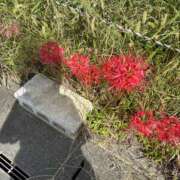 ヒメ日記 2025/12/23 01:18 投稿 ひな 渋谷じゃっくす