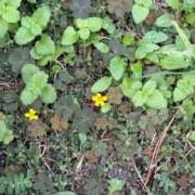 ヒメ日記 2026/01/20 10:04 投稿 ひな 渋谷じゃっくす