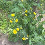 ひな こんにちは✨ 渋谷じゃっくす