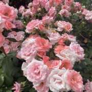 ヒメ日記 2025/05/23 08:32 投稿 りな しゃぼんくらぶ一番館