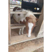 ヒメ日記 2026/01/05 08:27 投稿 りな しゃぼんくらぶ一番館