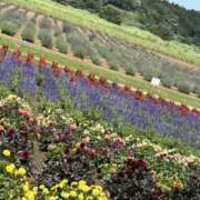 ヒメ日記 2025/06/22 17:52 投稿 斉藤 みほ こあくまな熟女たち 千葉店（KOAKUMAグループ）