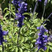 ヒメ日記 2025/07/15 19:25 投稿 斉藤 みほ こあくまな熟女たち 千葉店（KOAKUMAグループ）