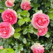 ヒメ日記 2025/11/24 19:28 投稿 斉藤 みほ こあくまな熟女たち 千葉店（KOAKUMAグループ）