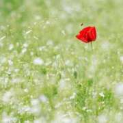 ヒメ日記 2025/06/14 01:03 投稿 川端　葵 熟女パラダイス池袋店(カサブランカグループ)