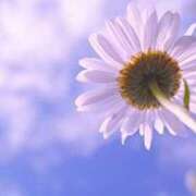 ヒメ日記 2025/08/23 00:10 投稿 川端　葵 熟女パラダイス池袋店(カサブランカグループ)