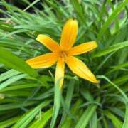 ヒメ日記 2025/06/20 17:45 投稿 りな バニラシュガー久喜店