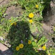 ヒメ日記 2025/04/20 14:35 投稿 紅蘭（くらん） 熟女の風俗最終章 大宮店