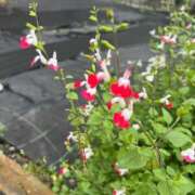 ヒメ日記 2025/06/11 19:05 投稿 紅蘭（くらん） 熟女の風俗最終章 大宮店