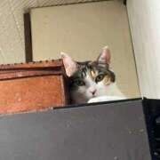 ヒメ日記 2025/08/14 18:25 投稿 紅蘭（くらん） 熟女の風俗最終章 大宮店