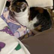 ヒメ日記 2025/11/24 16:45 投稿 紅蘭（くらん） 熟女の風俗最終章 大宮店