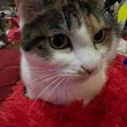 紅蘭（くらん） 真っ只中 熟女の風俗最終章 大宮店