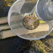 ヒメ日記 2026/01/27 11:44 投稿 紅蘭（くらん） 熟女の風俗最終章 大宮店