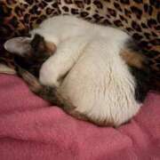 ヒメ日記 2026/03/12 09:45 投稿 紅蘭（くらん） 熟女の風俗最終章 大宮店