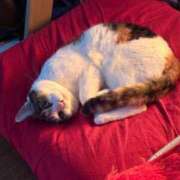 ヒメ日記 2026/03/16 14:55 投稿 紅蘭（くらん） 熟女の風俗最終章 大宮店