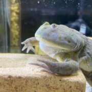 ヒメ日記 2026/04/16 11:35 投稿 紅蘭（くらん） 熟女の風俗最終章 大宮店