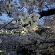 ヒメ日記 2025/04/12 18:03 投稿 こゆり ラブコレ