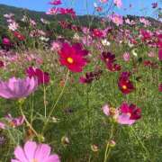 ヒメ日記 2025/10/24 10:05 投稿 ゆうが 熟女家 東大阪店（布施・長田）