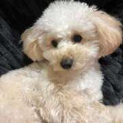 ヒメ日記 2025/12/13 13:02 投稿 蘭/らん centu STYLISH BACH