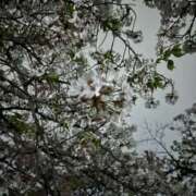 ヒメ日記 2025/04/12 23:37 投稿 とも スピード日本橋店