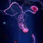 ヒメ日記 2025/10/09 20:47 投稿 とも スピード日本橋店