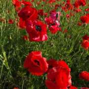 ヒメ日記 2025/04/29 22:48 投稿 あきな 沖縄素人図鑑