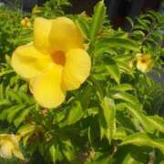 ヒメ日記 2025/06/22 19:18 投稿 あきな 沖縄素人図鑑