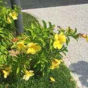 ヒメ日記 2025/08/28 19:03 投稿 あきな 沖縄素人図鑑