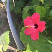 ヒメ日記 2025/08/30 19:18 投稿 あきな 沖縄素人図鑑