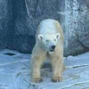 ヒメ日記 2025/11/25 22:00 投稿 はる☆完全業界未経験 愛ドル学園　☆制服着たまま部☆