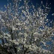 ヒメ日記 2026/04/11 15:15 投稿 たまき バイオレンス