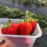 ヒメ日記 2025/04/07 13:42 投稿 奈乃 女々艶 厚木店