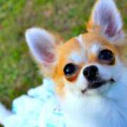 つぐみ ワンコ🐶 あとりえ(ATELIER)