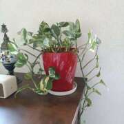 ヒメ日記 2025/04/09 16:07 投稿 はるみ 錦糸町ミセスアロマ（ユメオト）