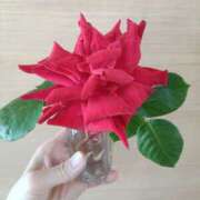 ヒメ日記 2025/05/03 12:44 投稿 はるみ 錦糸町ミセスアロマ（ユメオト）