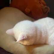 ヒメ日記 2025/02/07 20:52 投稿 かれん お姉京都