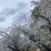 ヒメ日記 2025/04/02 17:42 投稿 かれん お姉京都