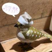 ヒメ日記 2024/12/13 11:49 投稿 ねる マスケラ